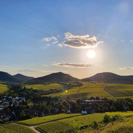 Blick über die Weinberge